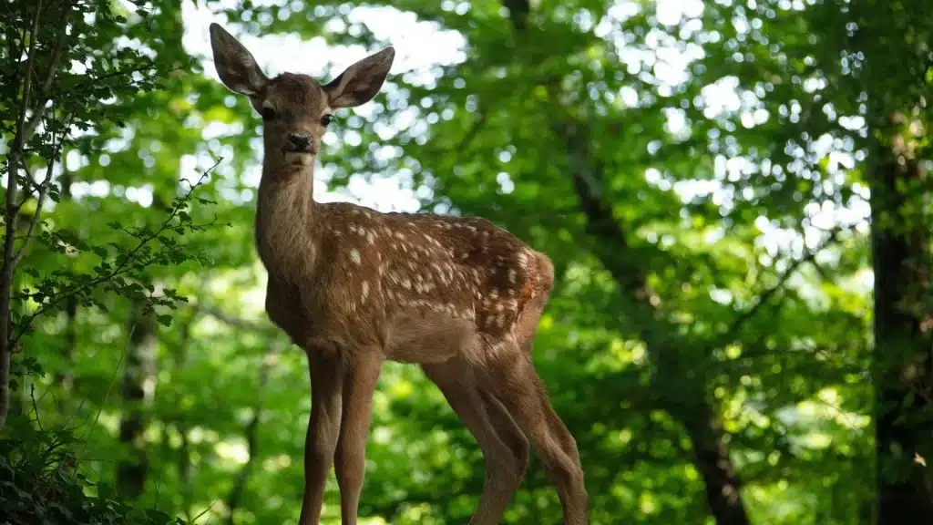 Bambi, a Life in the Woods