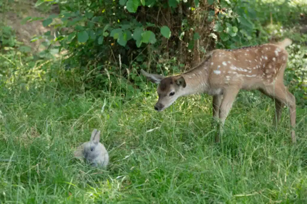 Bambi, a Life in the Woods