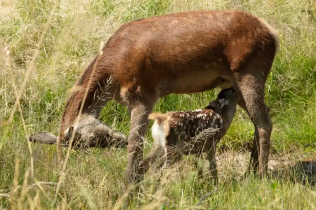 Bambi, a Life in the Woods