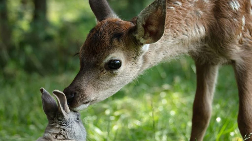 Bambi – Egy élet az erdőben